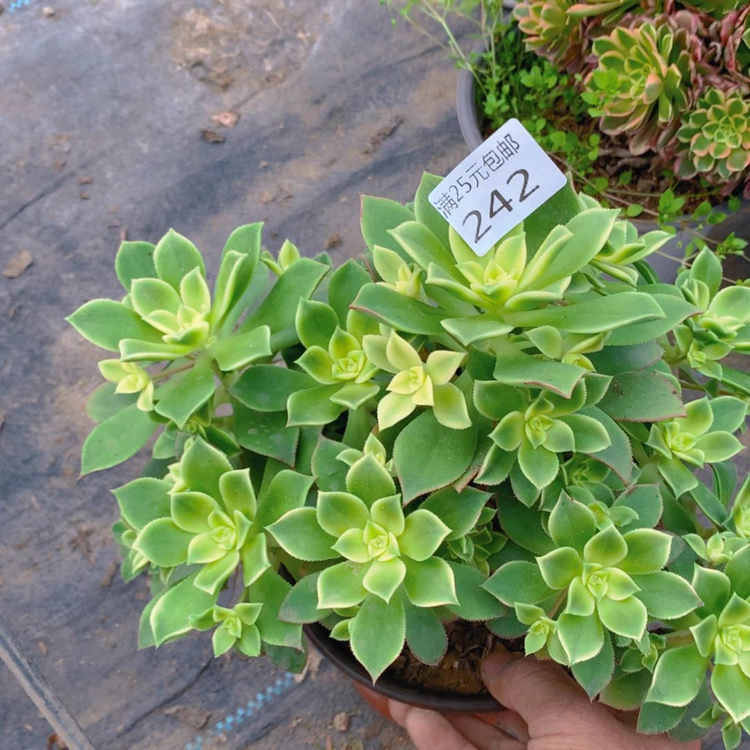 242艳日辉老桩多肉植物