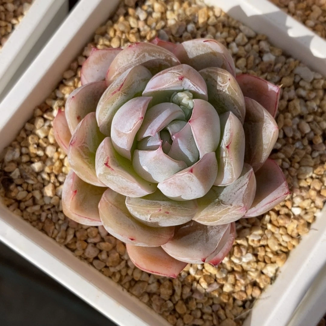 一物一拍多肉植物-