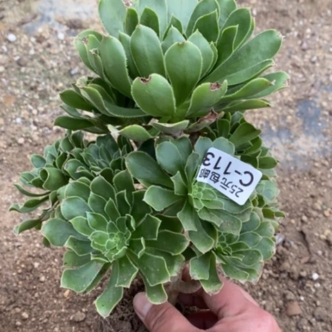 吉*到113绿法师满25包邮多肉