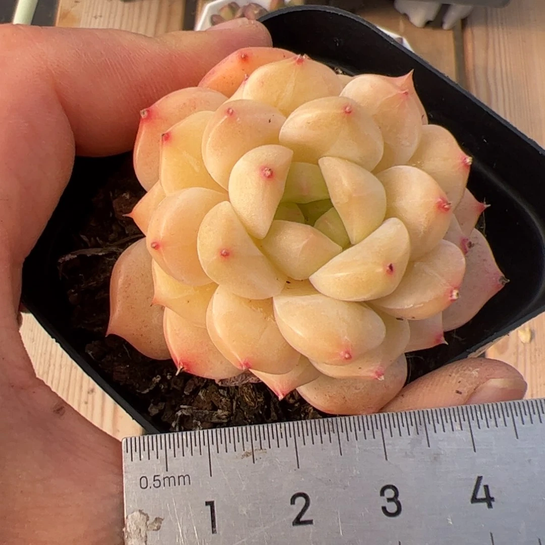 薄***?489 多肉植物组合