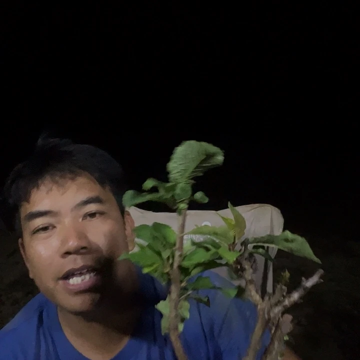 当前无花栽培后可以开花一公分