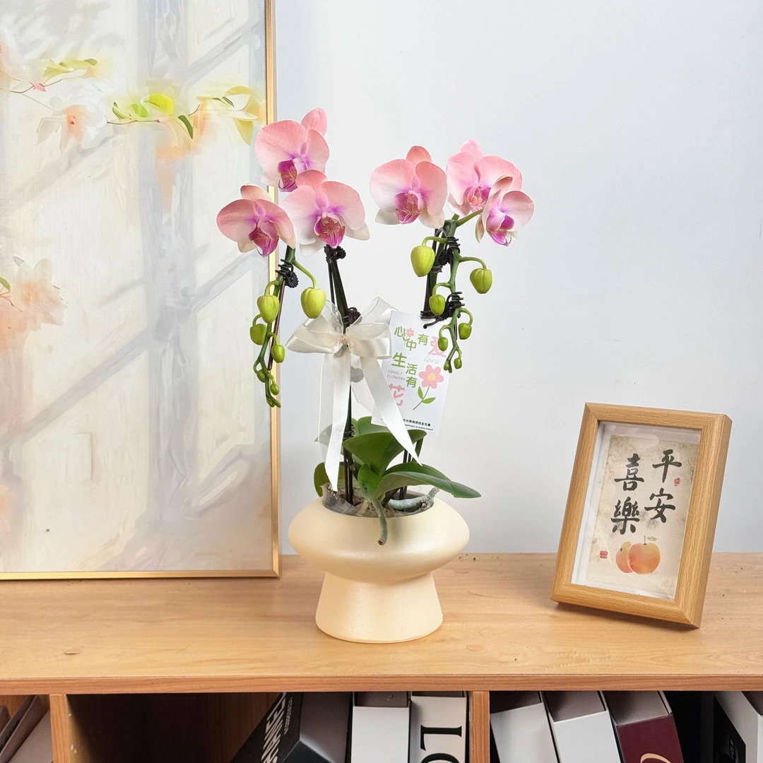 妗画【火烈鸟】蝴蝶兰鲜花精致组盆喷色工艺 开花株 室内绿植