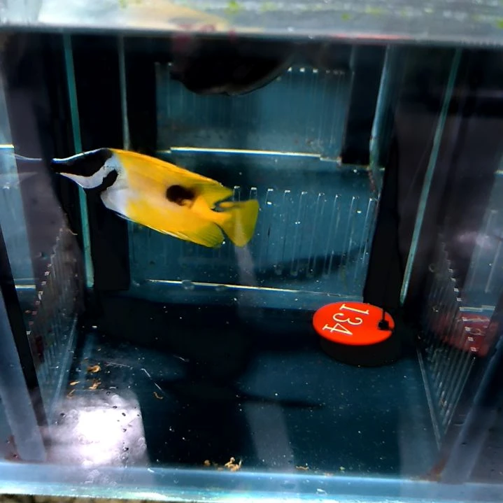 黄狐狸7+/5-40-134