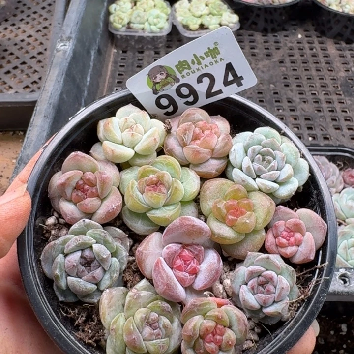 当前无花朵，栽培后可花朵多肉植物多肉植物