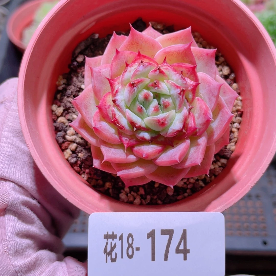 花利美18-174天鹅绒