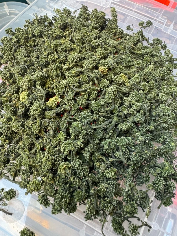 长白山人参花（新货）