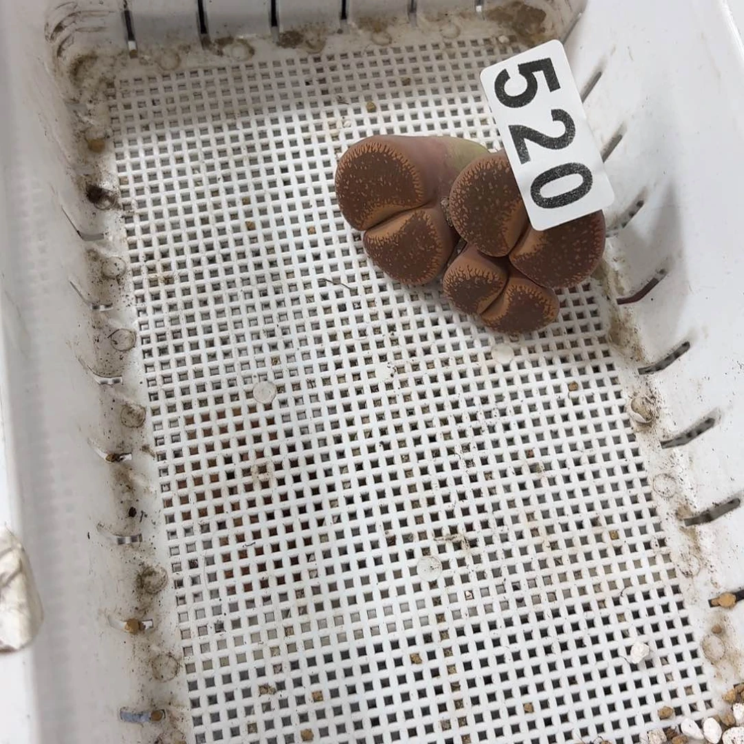 生石花一物一拍520