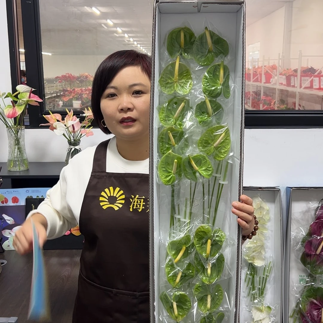 完全开放绿掌-20枝装无售后款！