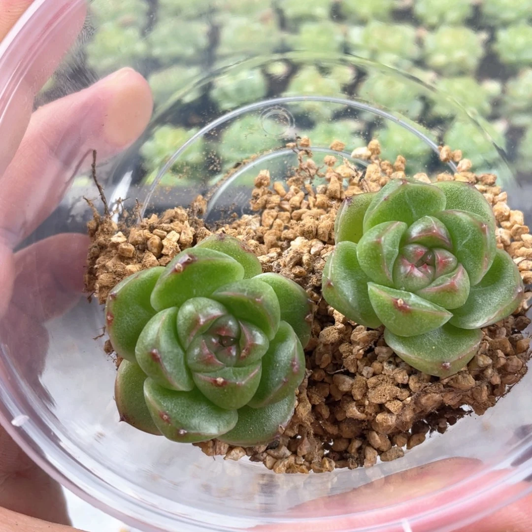 m100珍妮一物一拍096