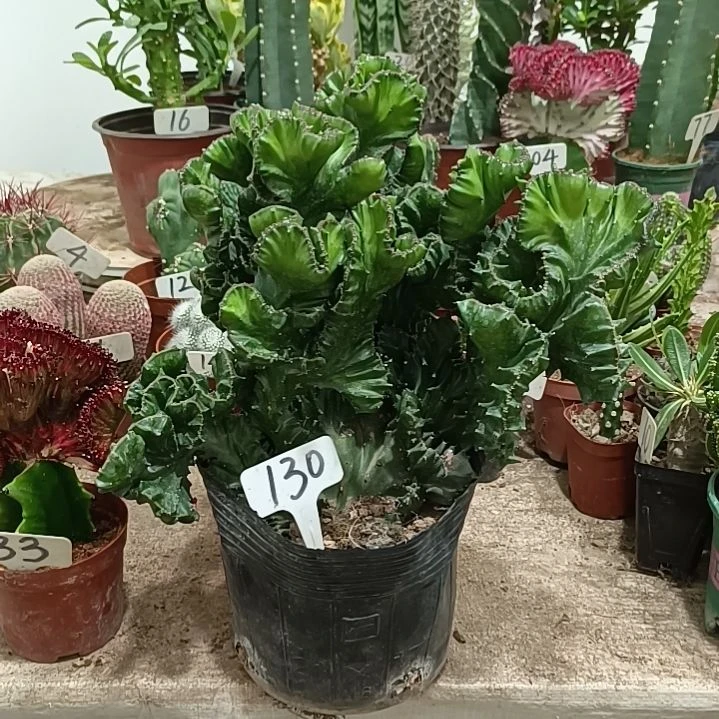 无花朵玉麒麟             70元