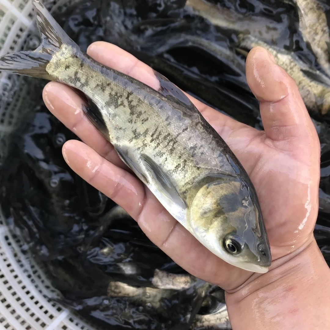 花鲢鱼 胖头鱼 大头鱼  宠物水族