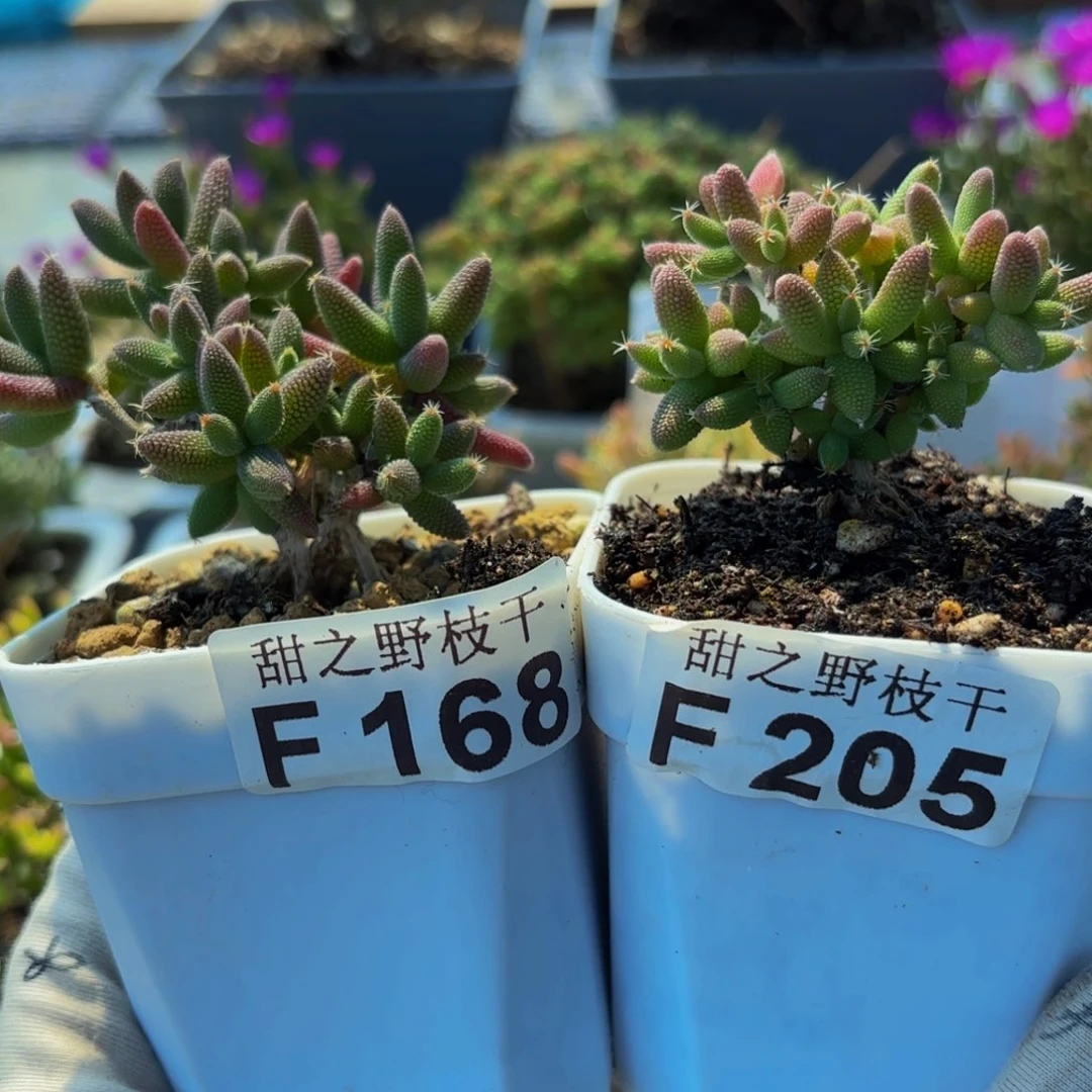 淺****殇提根玉米168和205。