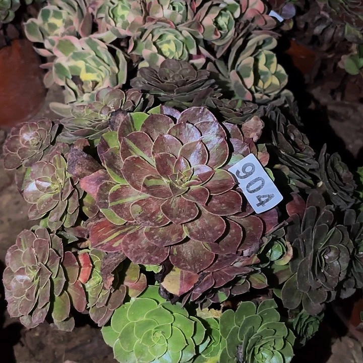 904花月夜多肉植物不售后