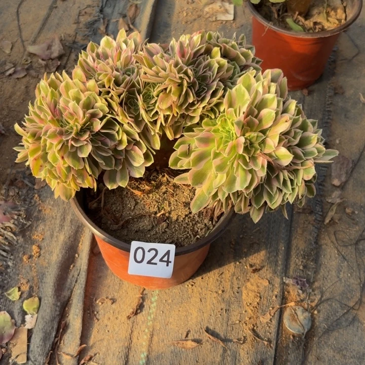 粉女郎缀多肉植物不包损024