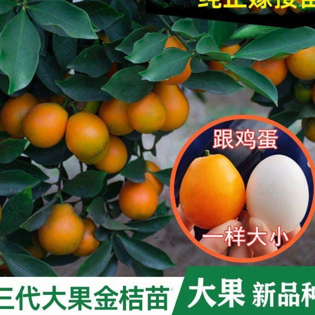 正宗第三代脆蜜 脆皮金桔树苗纯甜嫁接新品种四季结果