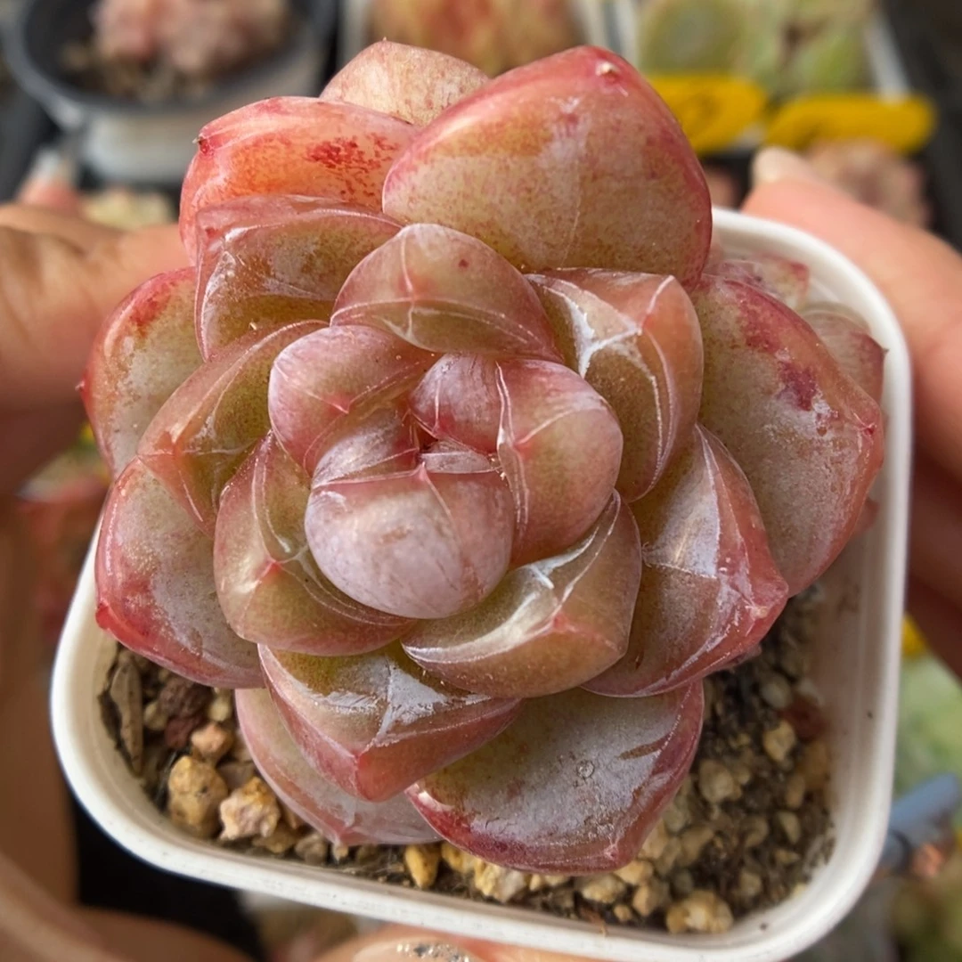 粉钻心珍妮群生658号