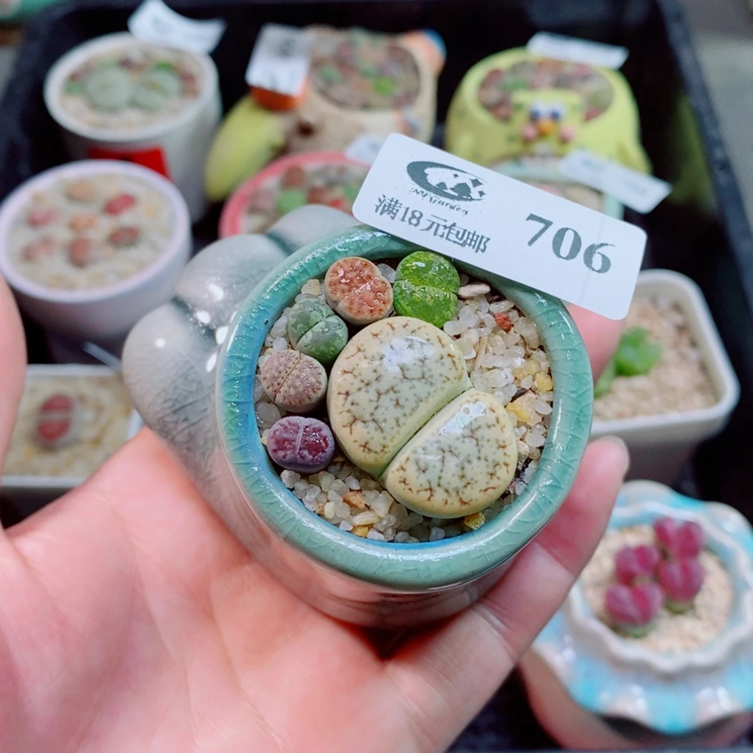 生石花花花花花花706