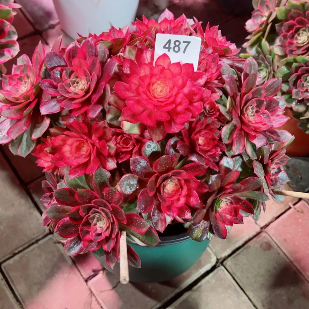 487黑魔锦法师法师多肉