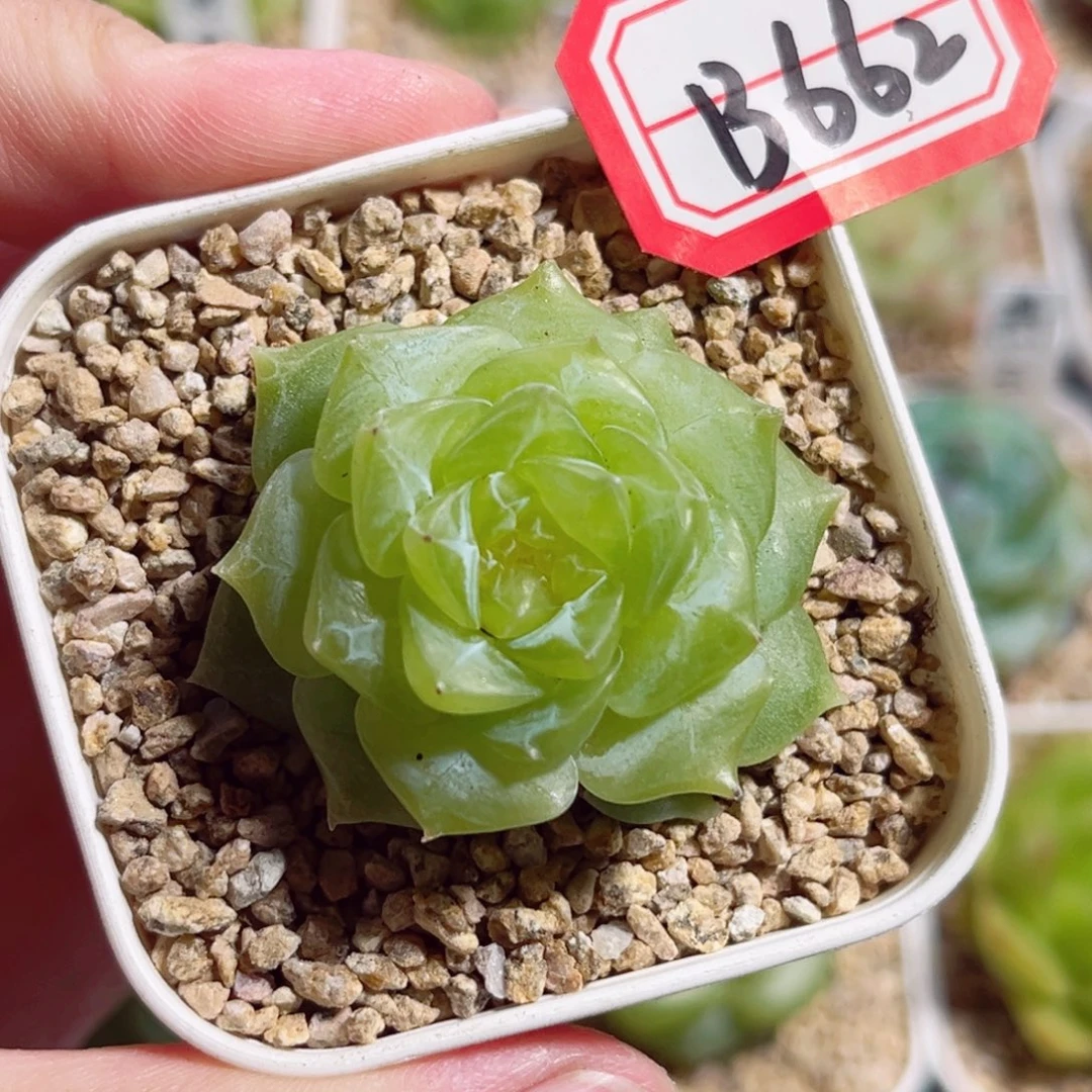 B662 一物一拍 精选珍妮