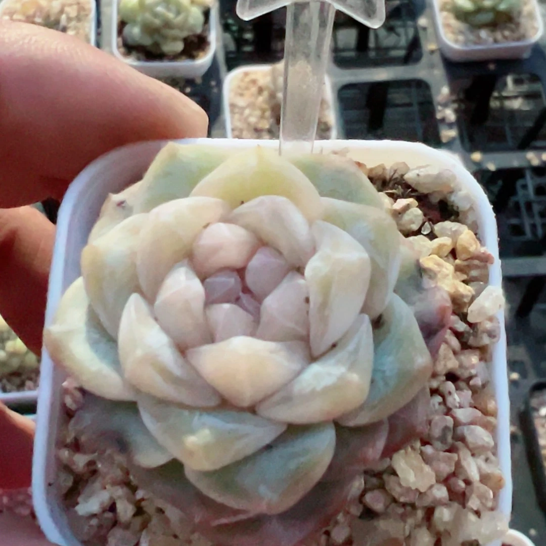 【闪购商品】301哈哈哈哈哈哈哈哈