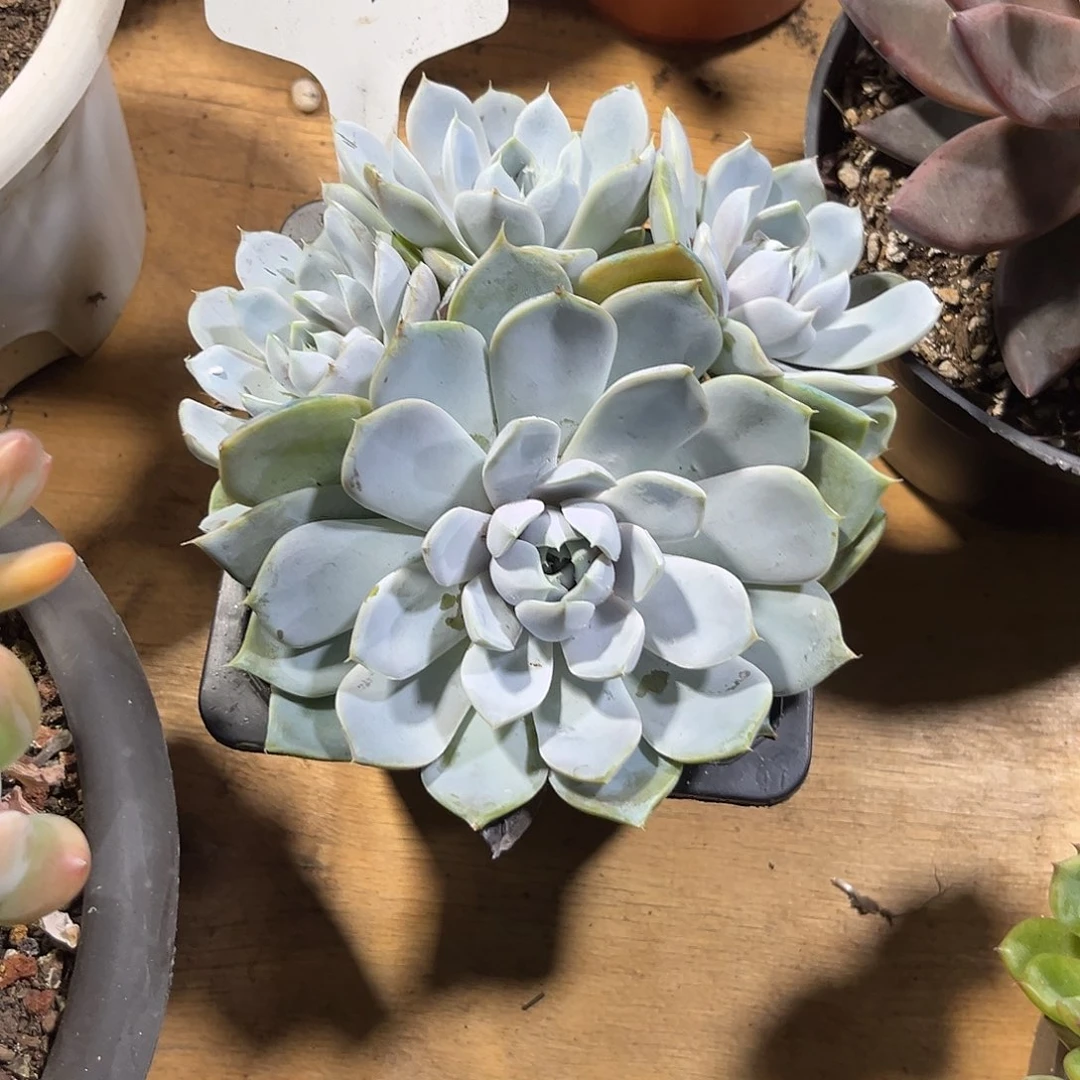 芋***糖000000000000069069