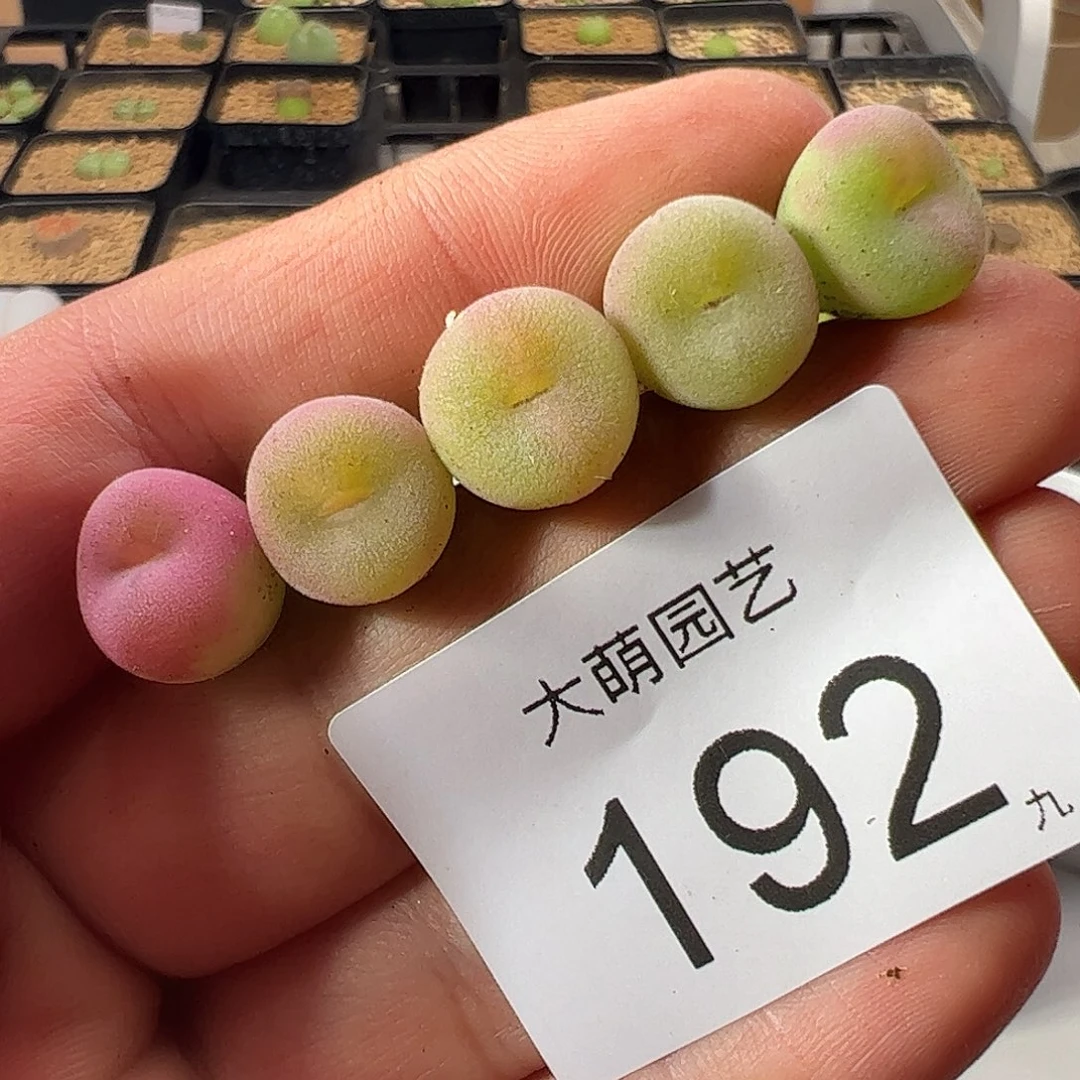 0000192 一物一拍……