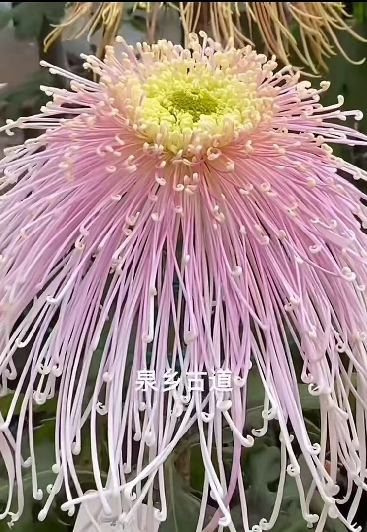 【花苞发货】[泉乡古道]九月菊花苗大型花好养护简单耐寒耐旱