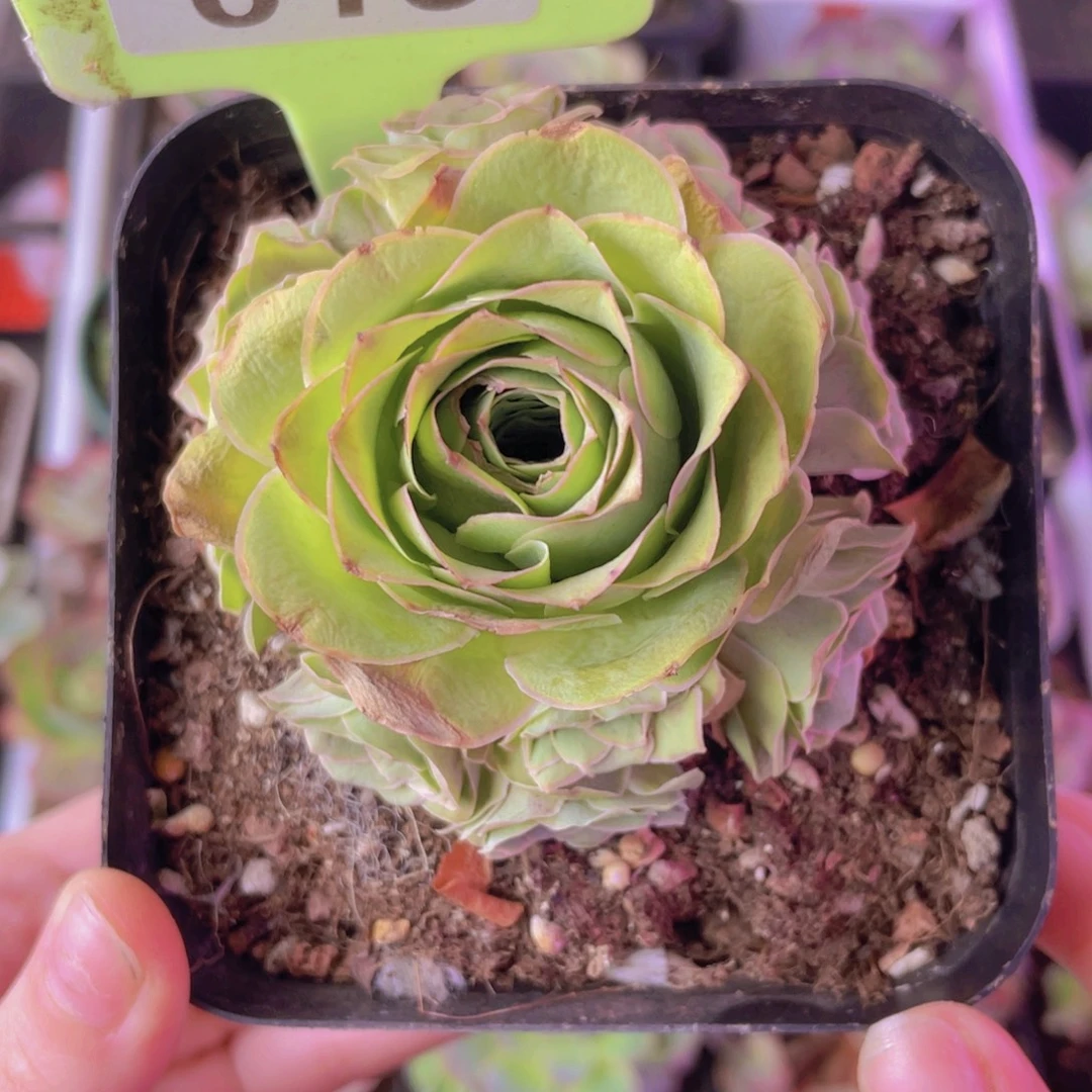 单品一物一拍013号山地玫瑰