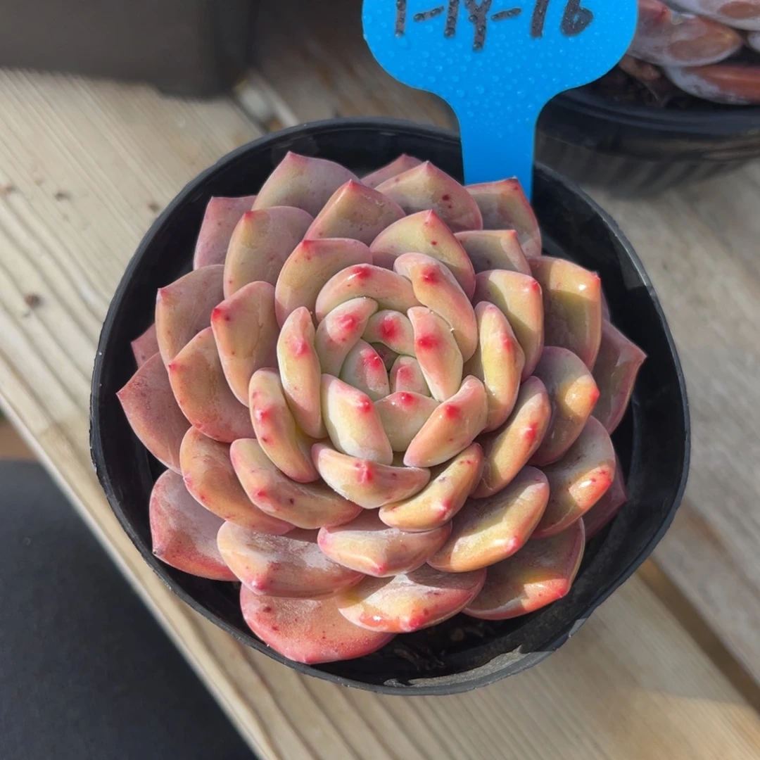 1-19-16爱丽儿多肉植物