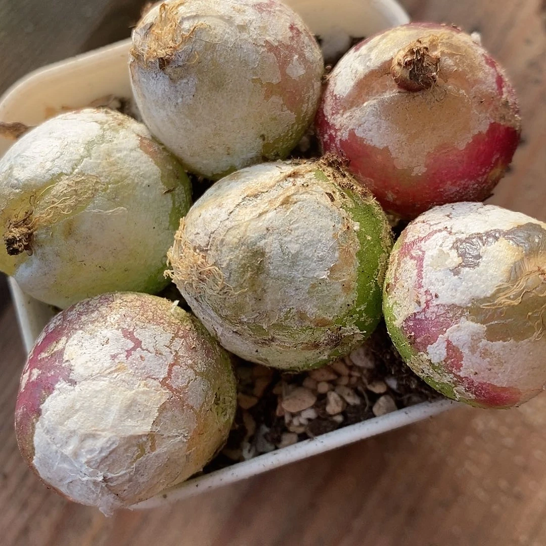 2547母本大灯泡有瑕疵一组2.5厘米左右