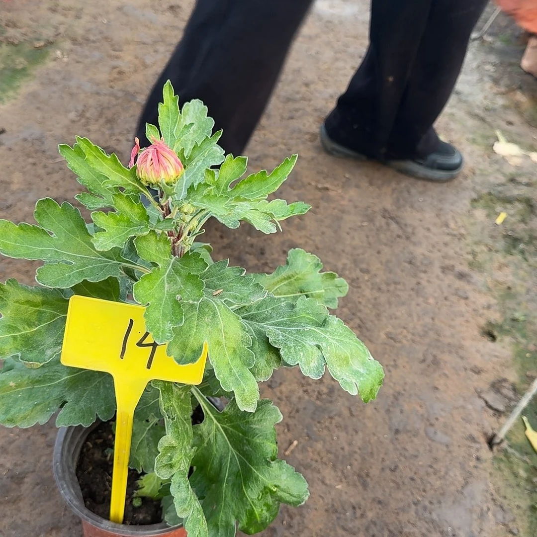 有***儿大部分花苞少量开放14美神