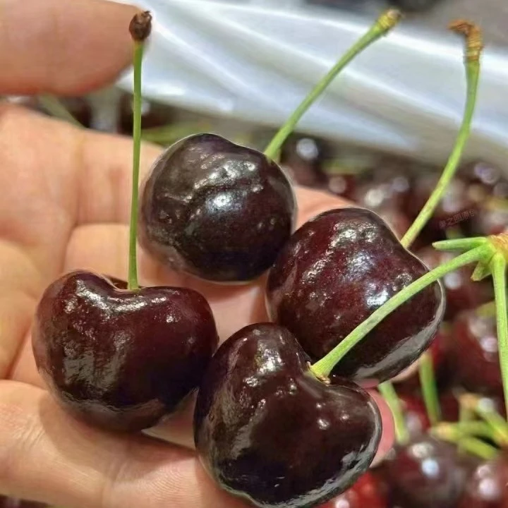 海运瑞吉娜车厘子5斤4JJJJ