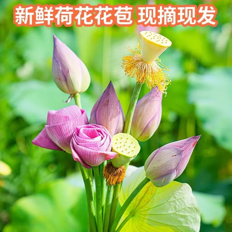 带杆巨无霸鲜花新鲜荷花睡莲莲花莲蓬鸢尾花水培花苞现摘现发真花