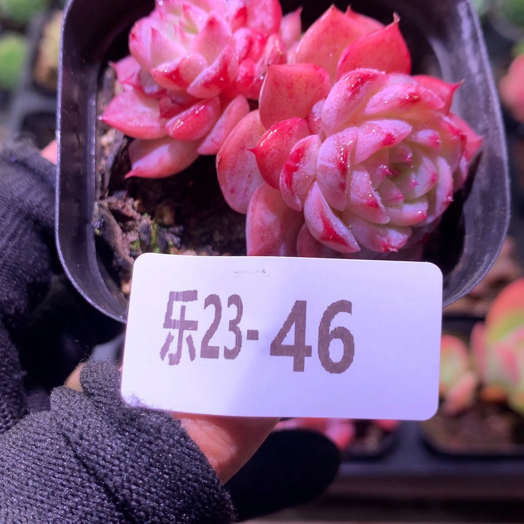 乐然23-46 天鹅绒