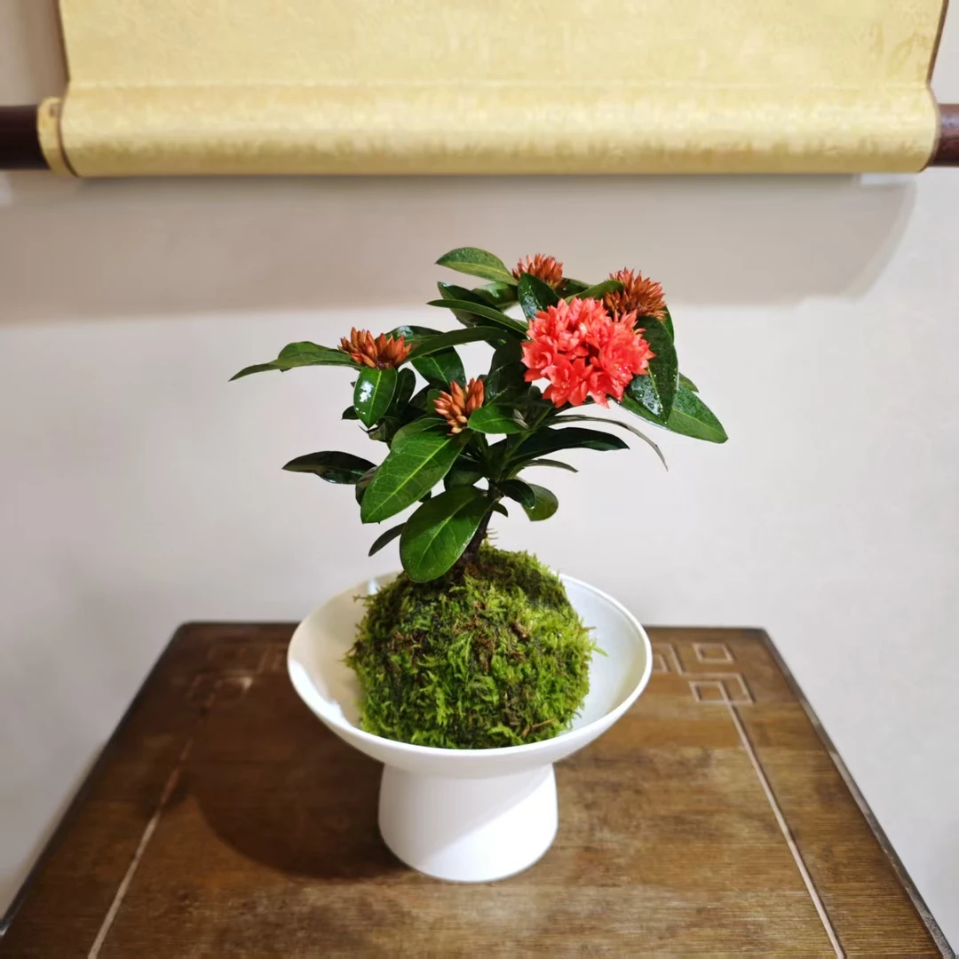 龙船花苔藓球水培高端桌面绿植盆景盆栽花卉好养易活（带花苞发货