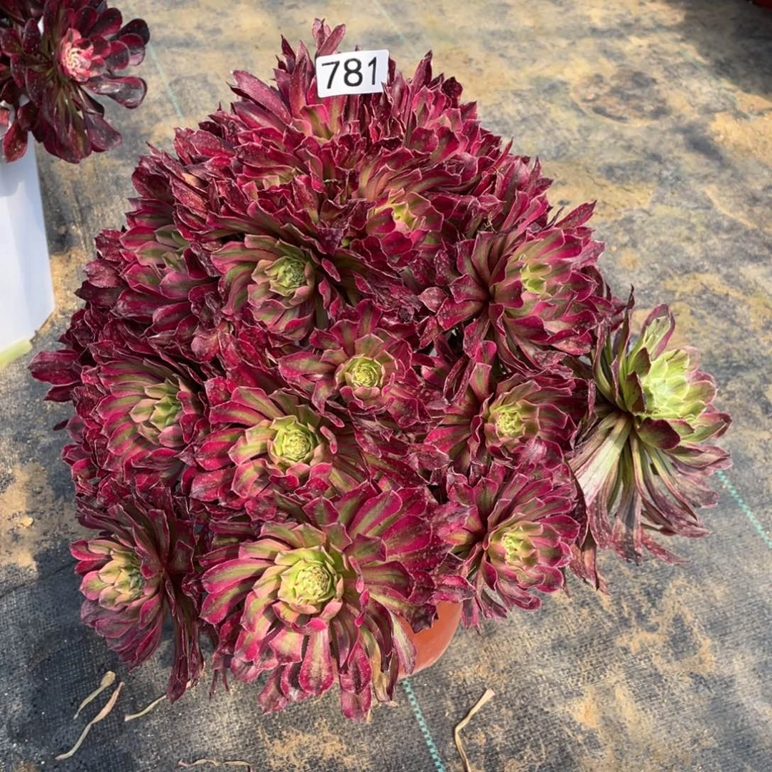 黛玉掐心无主头老桩781