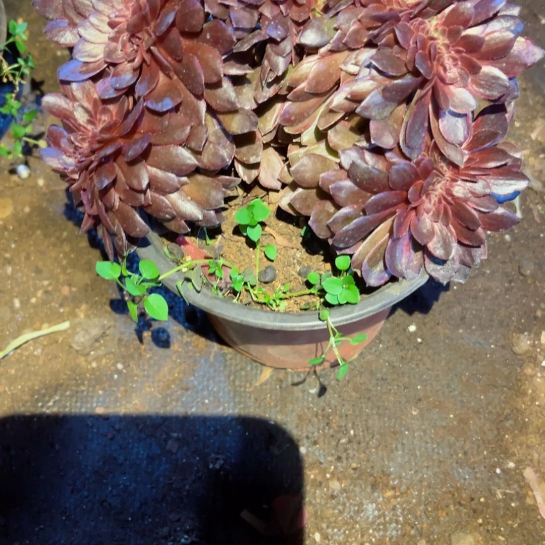 220 号多肉植物福利