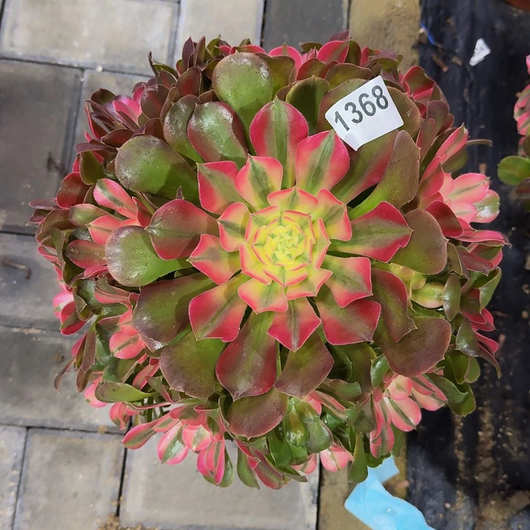 1368香妃33冠服30左右