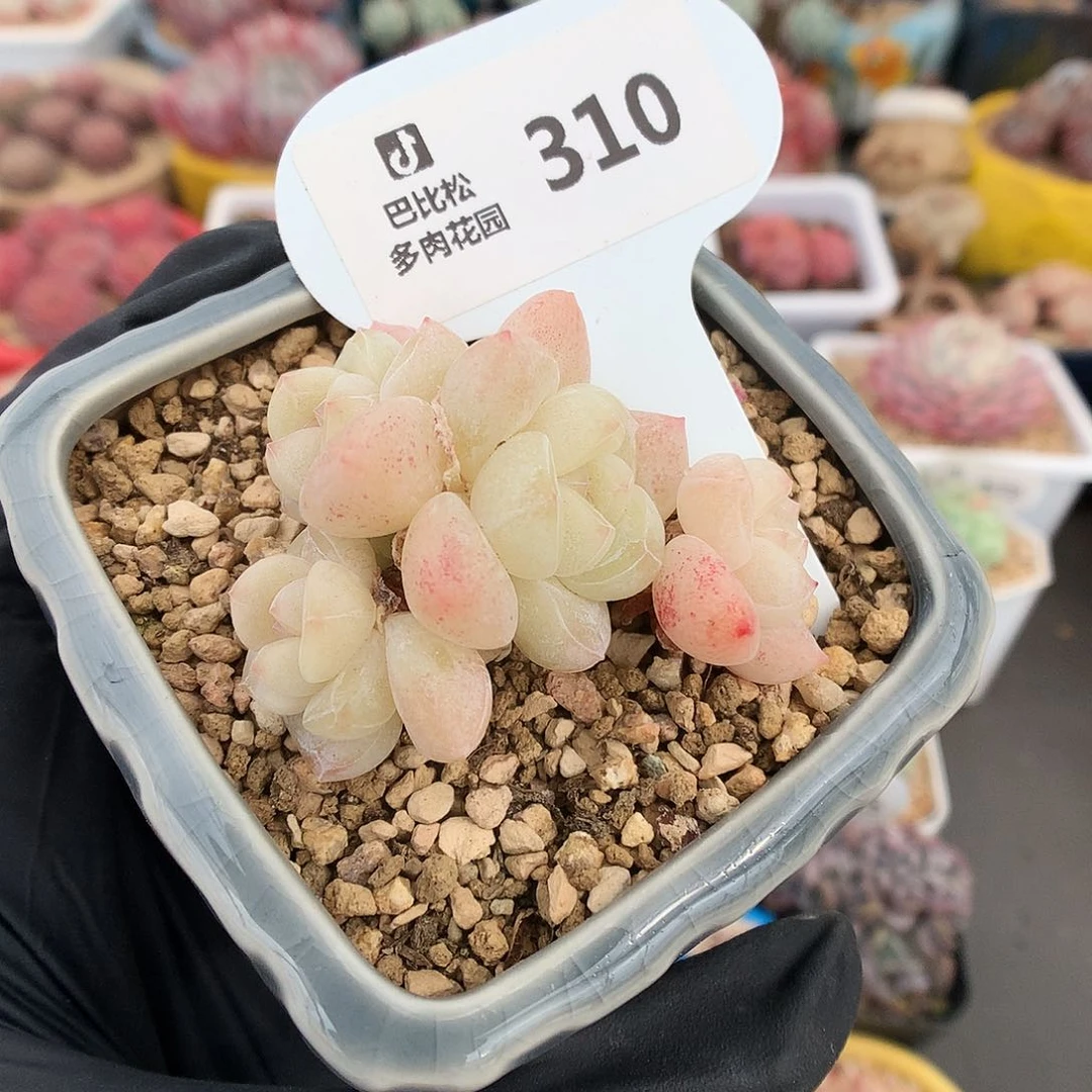 310 粉透冰玉多肉