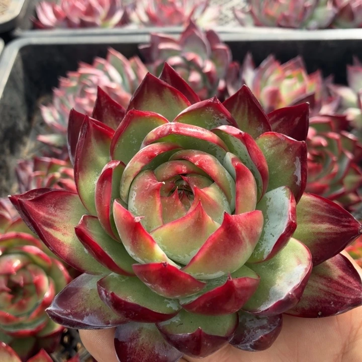 多肉植物惊鸿仙子