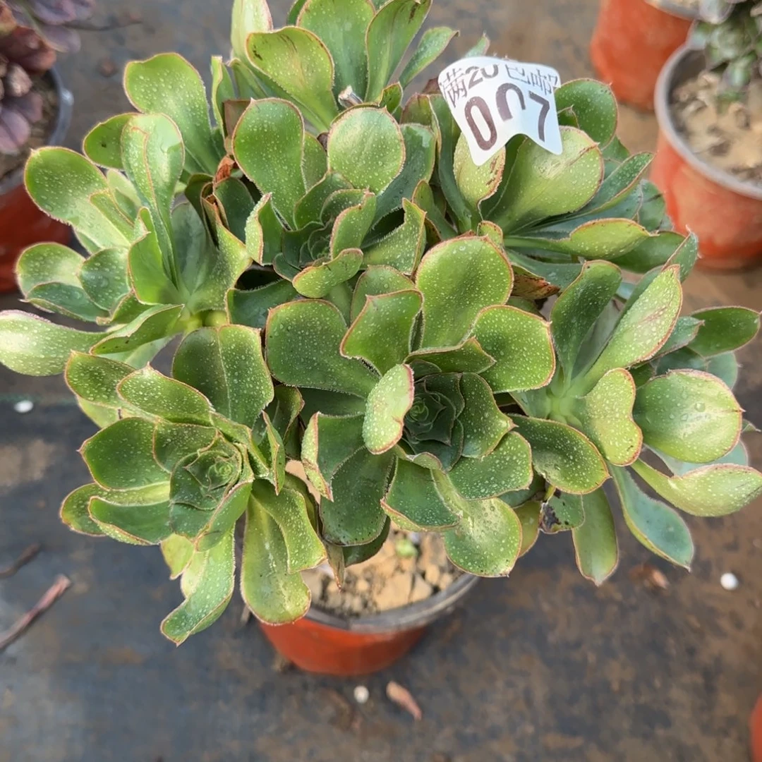 艳姿007满20包邮断枝不包