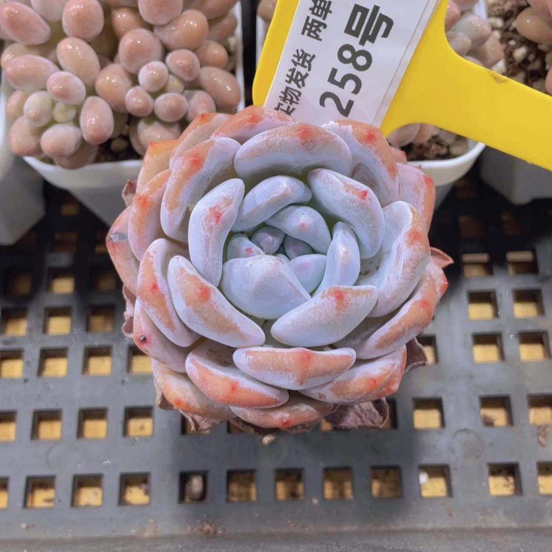 258号 雪花橙单头一个