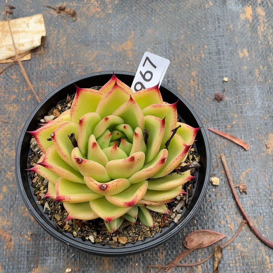 若如东云单拍A967