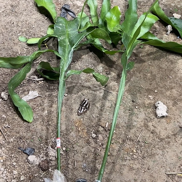 木***子34678999888999999