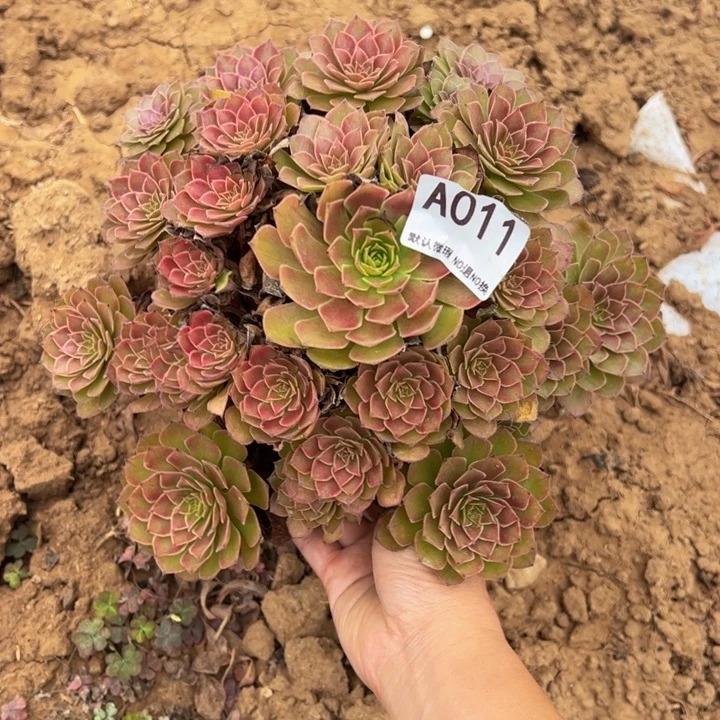 红魔多肉植物011.