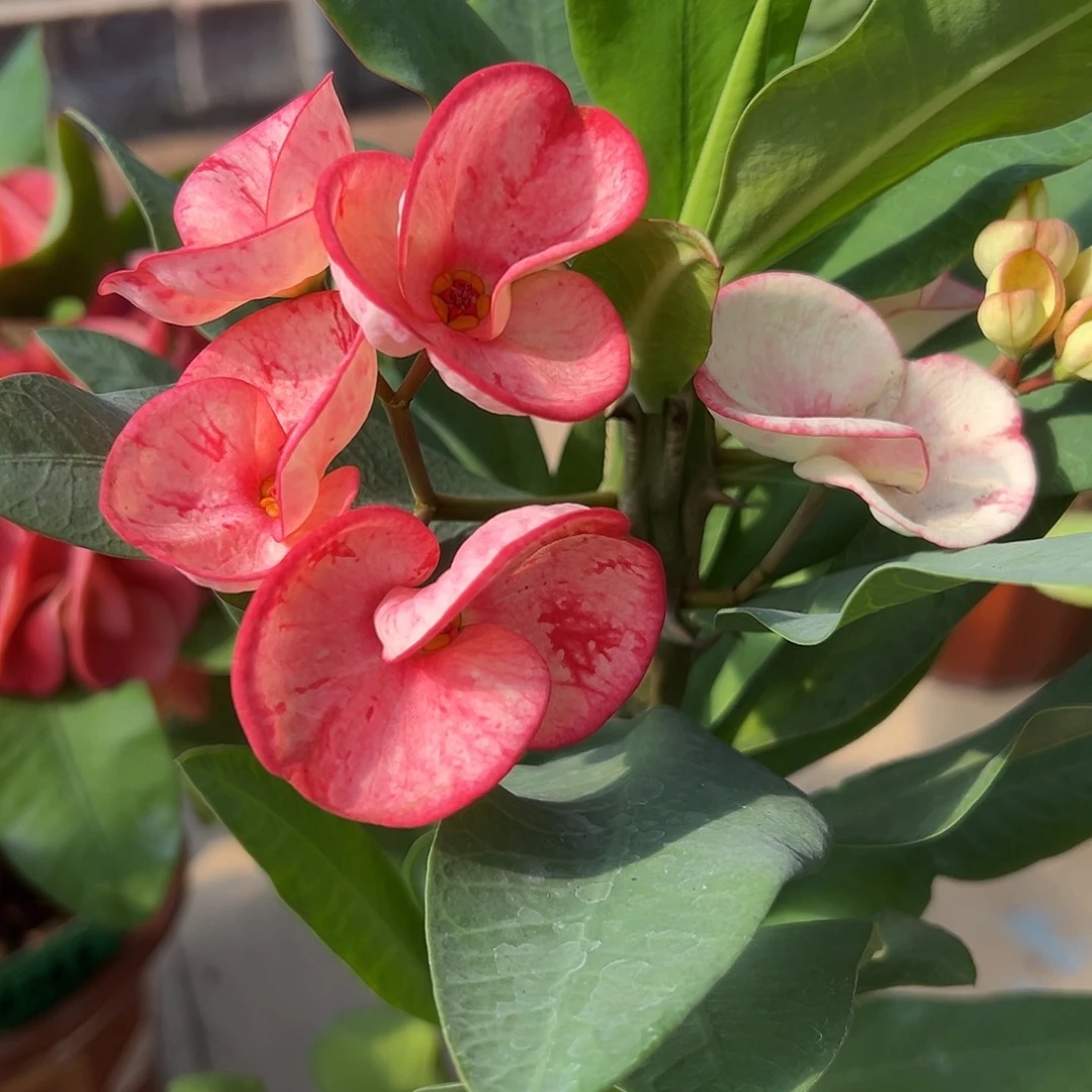 栋山女孩泰国大花虎刺梅