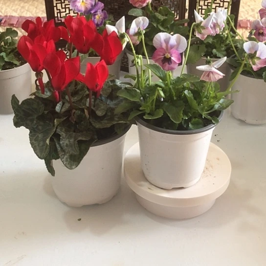 大部分花苞少量开放仙客来+角堇花