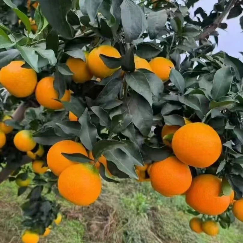 (香彬农品阁)正宗爱媛38号果冻橙香甜饱满多汁无籽现摘现发