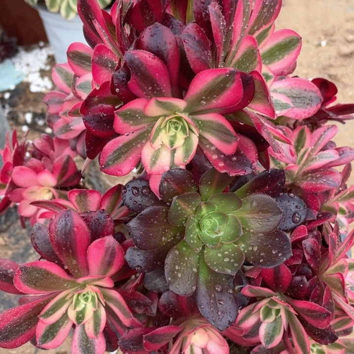 在***?595多肉植物美杜莎有砍