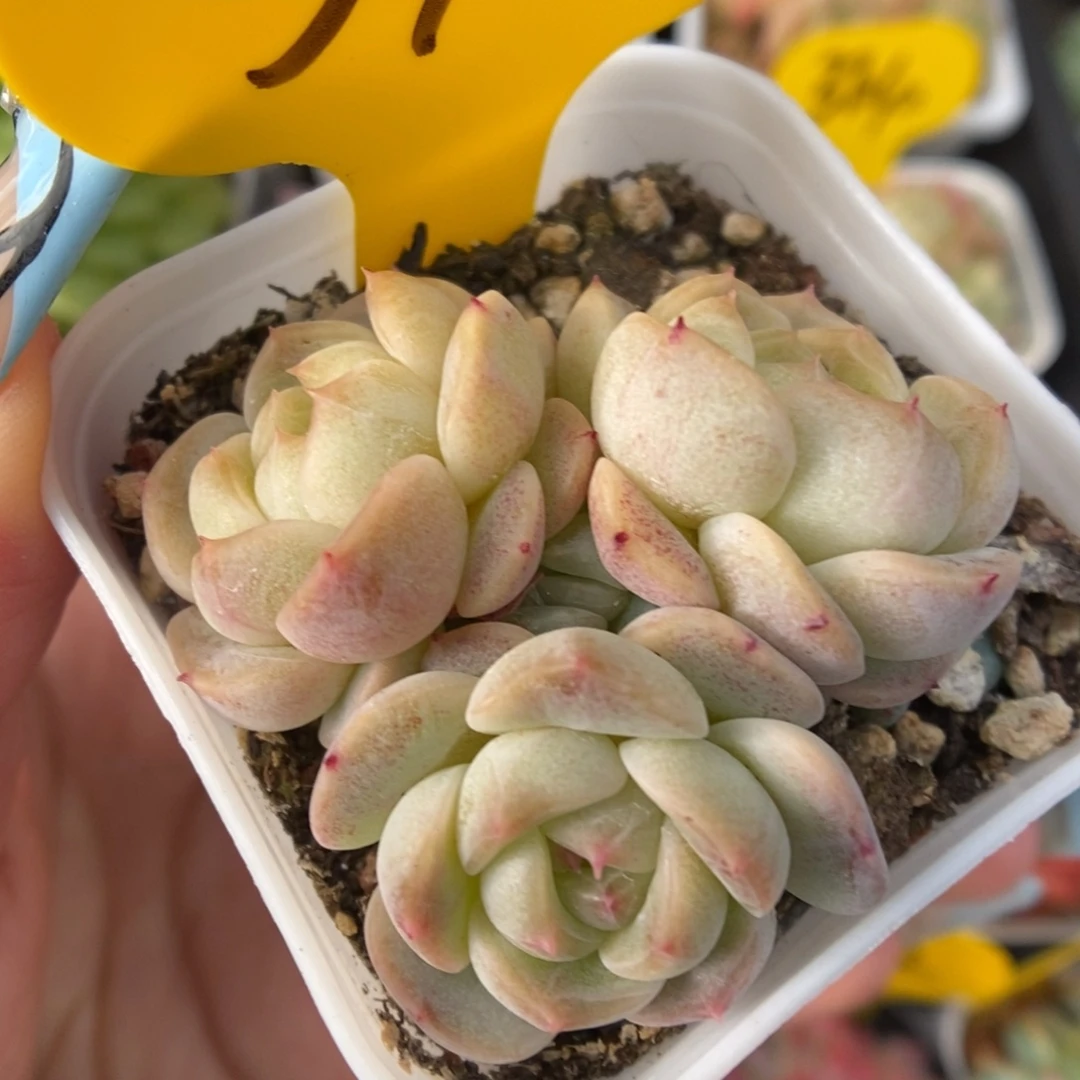 圆叶甜心可拍345号